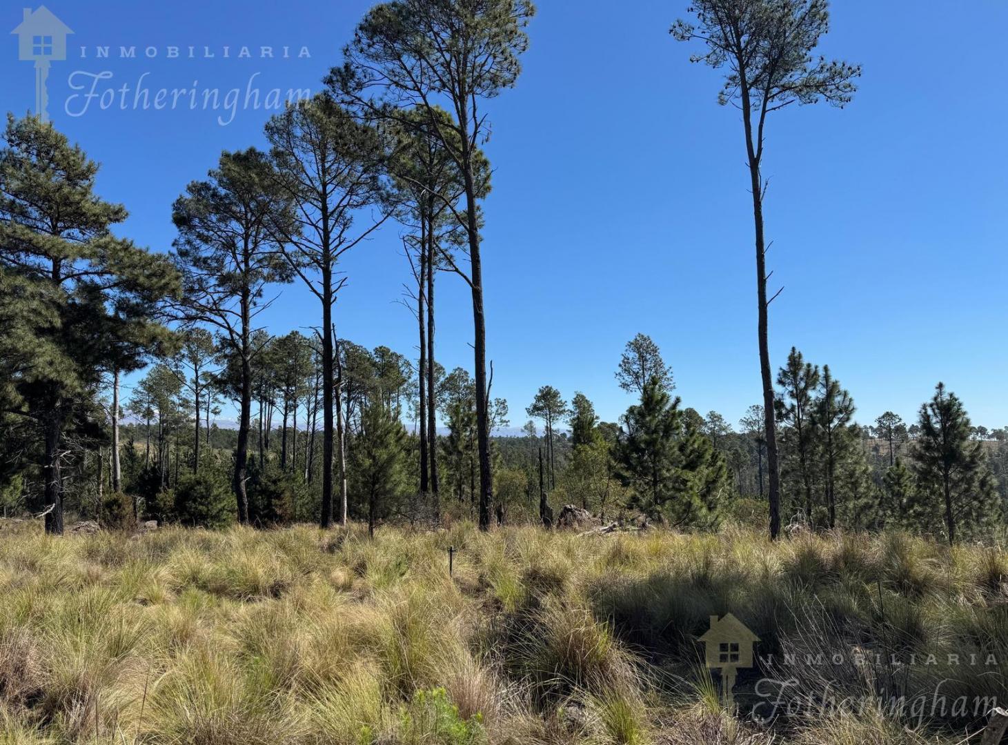 Foto de OPORTUNIDAD UNICA | VILLA YACANTO 2.5 HA | ESCRITURA INMEDIATA, imagen 4