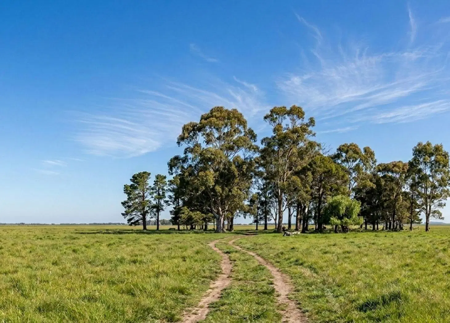 Venta Lote 1000m -B Las Casuarinas- Gral Rodriguez 2