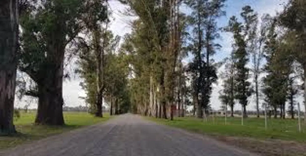 Venta Lote 1000m -B Las Casuarinas- Gral Rodriguez 4