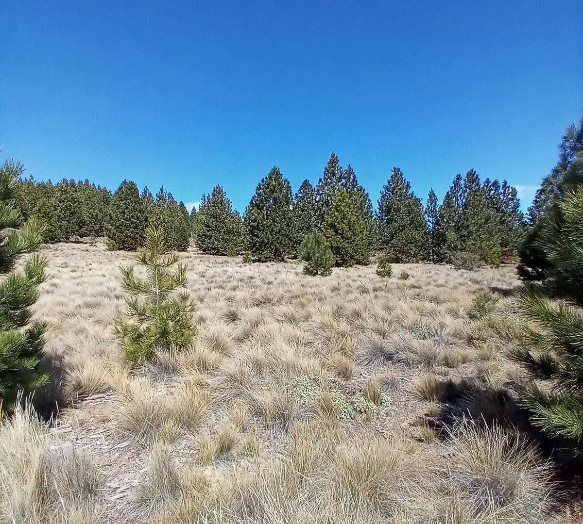 Amplio terreno en Girasoles del Limay, Dina Huapi APTO 4 PH 2