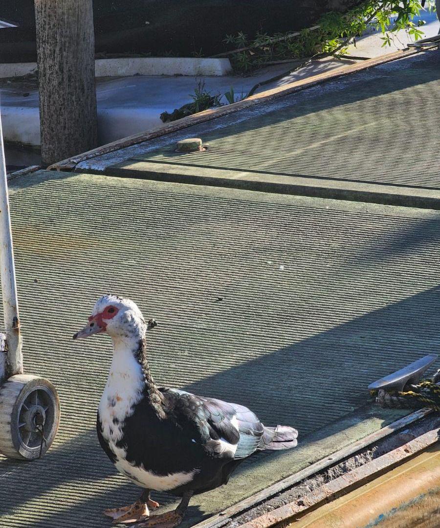 Foto de LOTE EN VENTA CON AMARRA, imagen 5