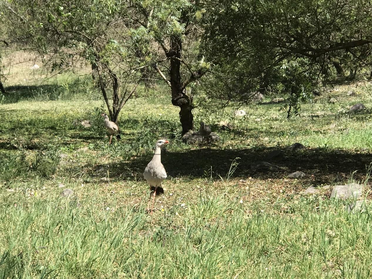 Foto de VENTA TERRENO LA HOYADA DE CASTELLANOS, imagen 3