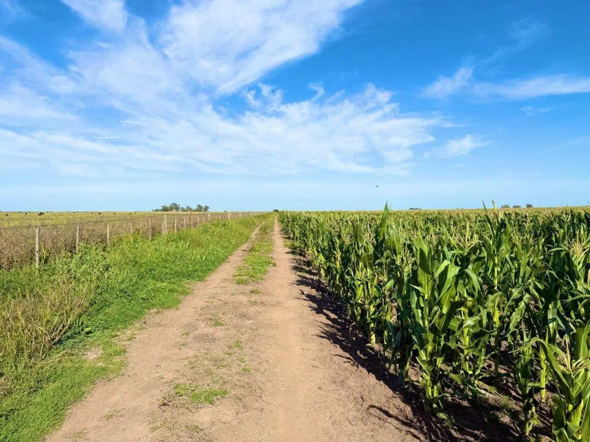 Campo Mixto de 163 Hectáreas en Colonia Barón -LP 4