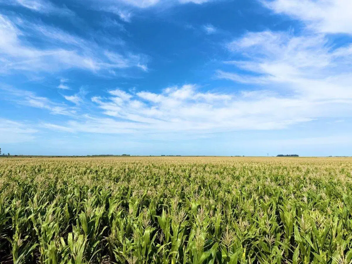 Campo Mixto de 163 Hectáreas en Colonia Barón -LP 5