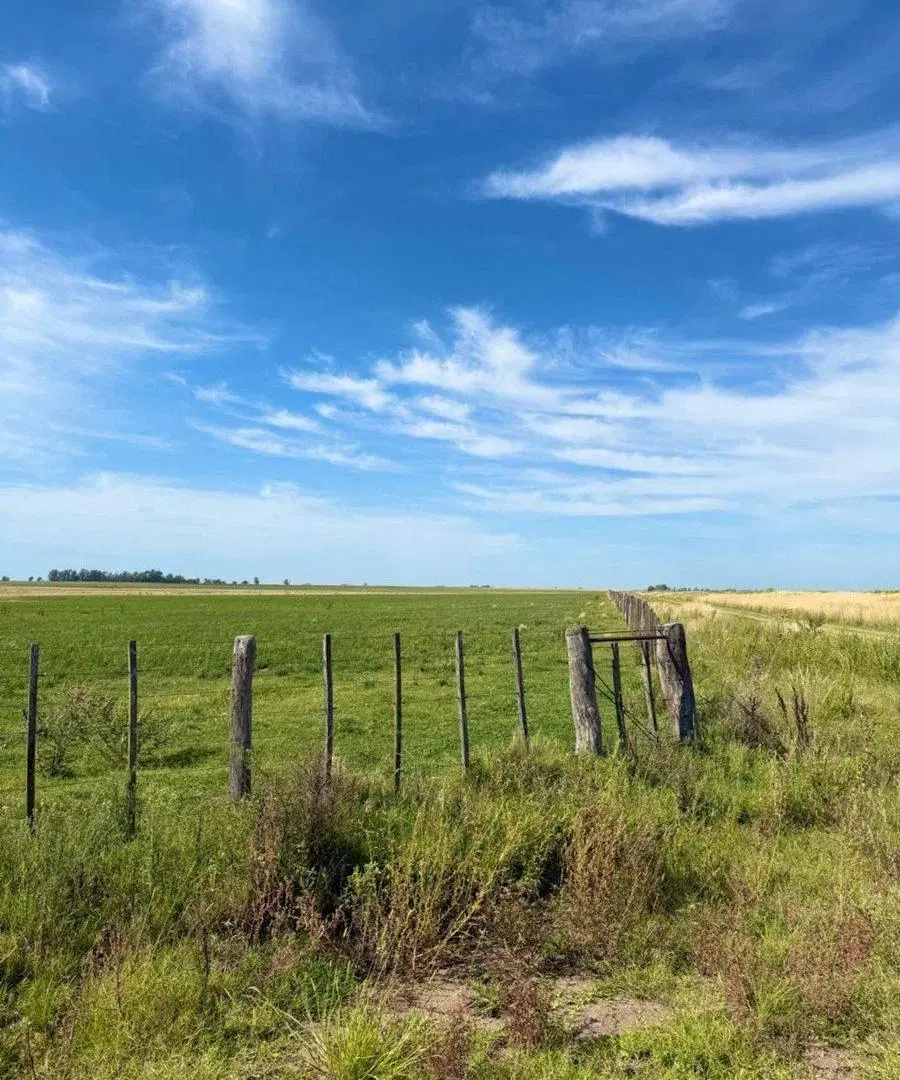Campo Mixto de 163 Hectáreas en Colonia Barón -LP 3