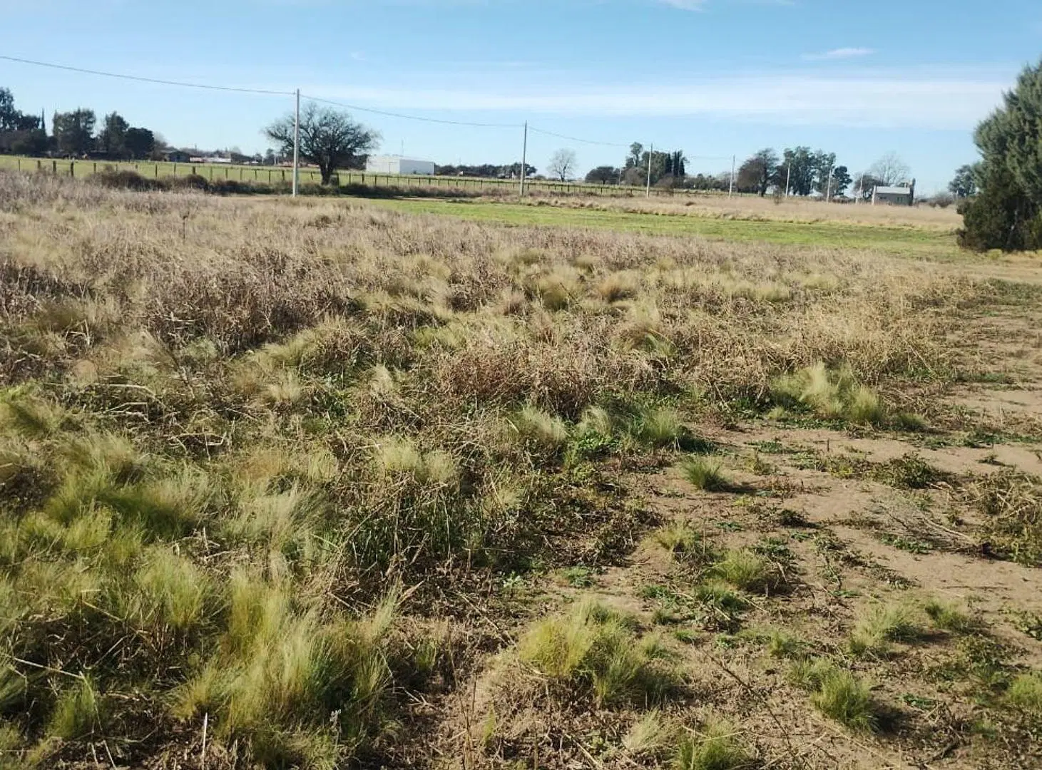 Terreno calle Golondrina y Zorzal -Winifreda 2
