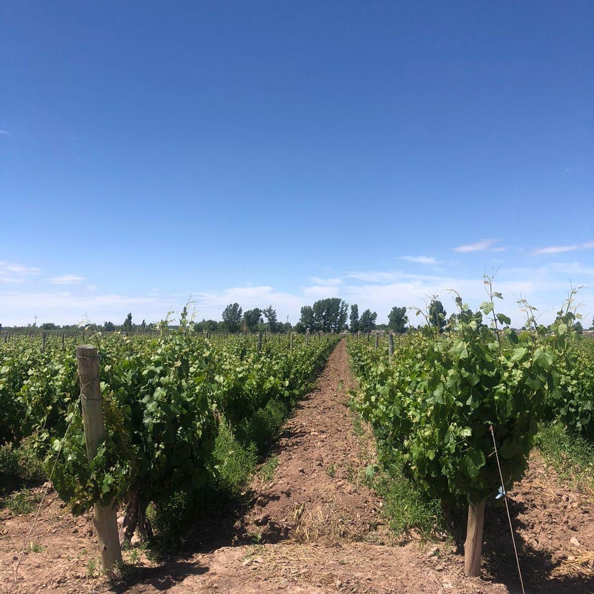 Vende Finca Com Viñedo en Ugarteche 2