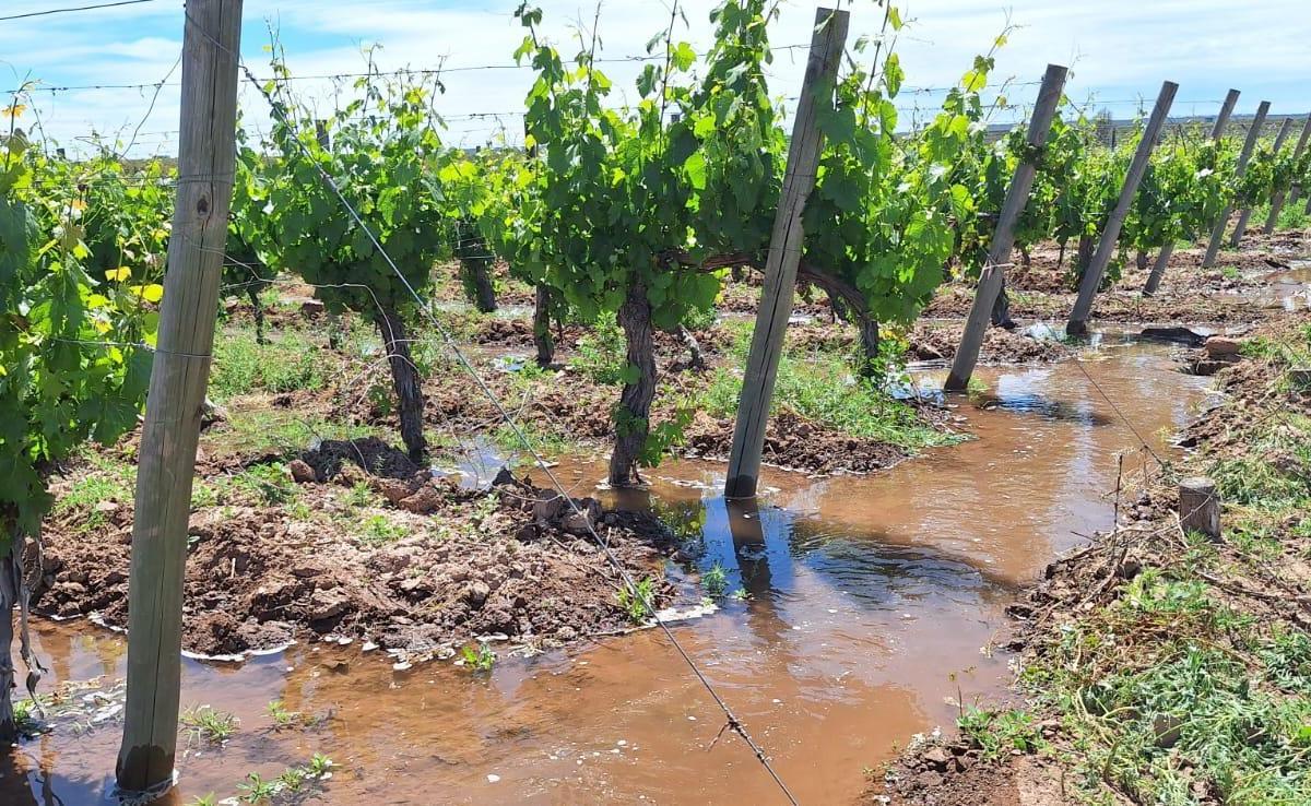 Vende Finca Com Viñedo en Ugarteche 5