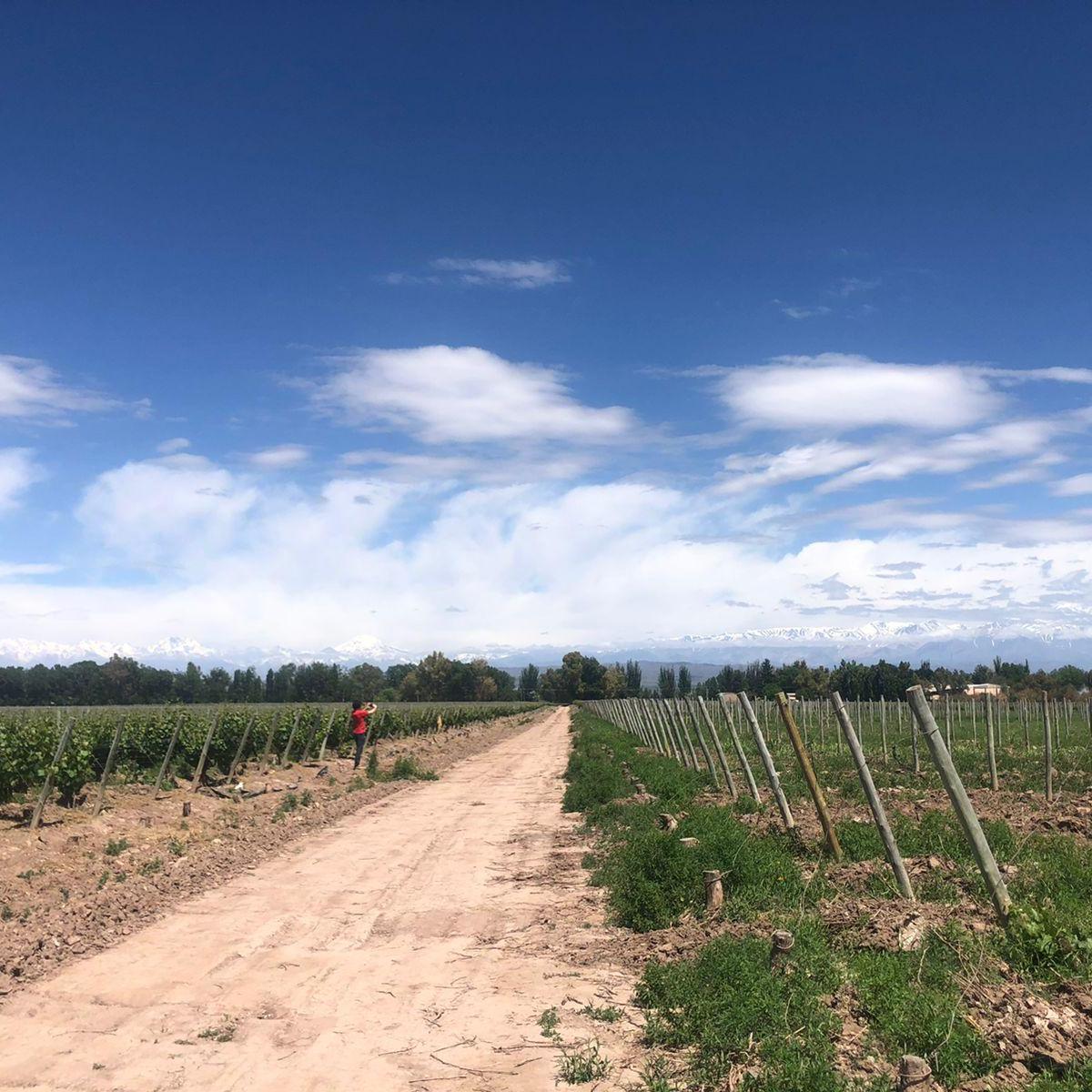 Vende Finca Com Viñedo en Ugarteche 4