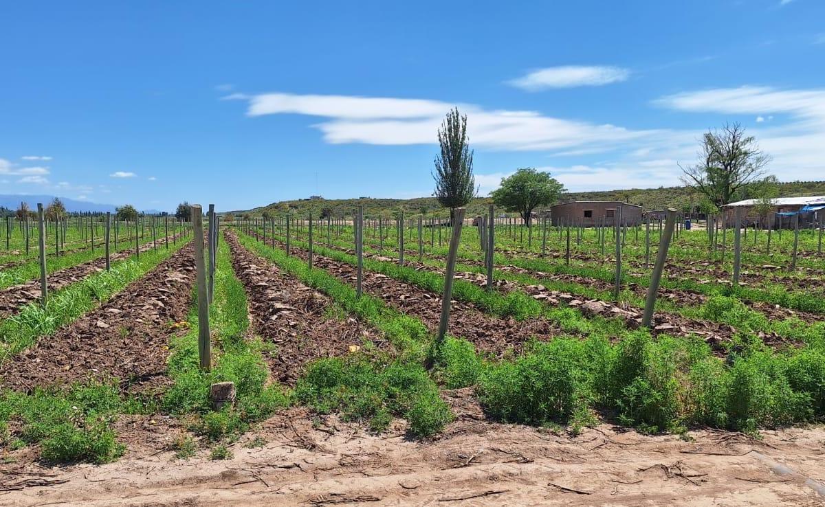 Vende Finca Com Viñedo en Ugarteche 3