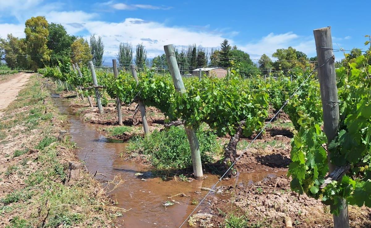 Vende Finca Com Viñedo en Ugarteche 1