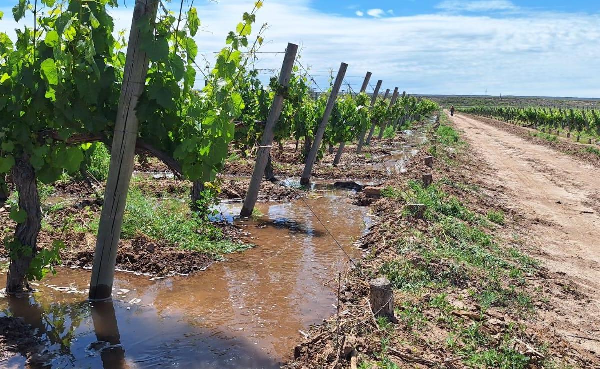 Vende Finca Com Viñedo en Ugarteche 5