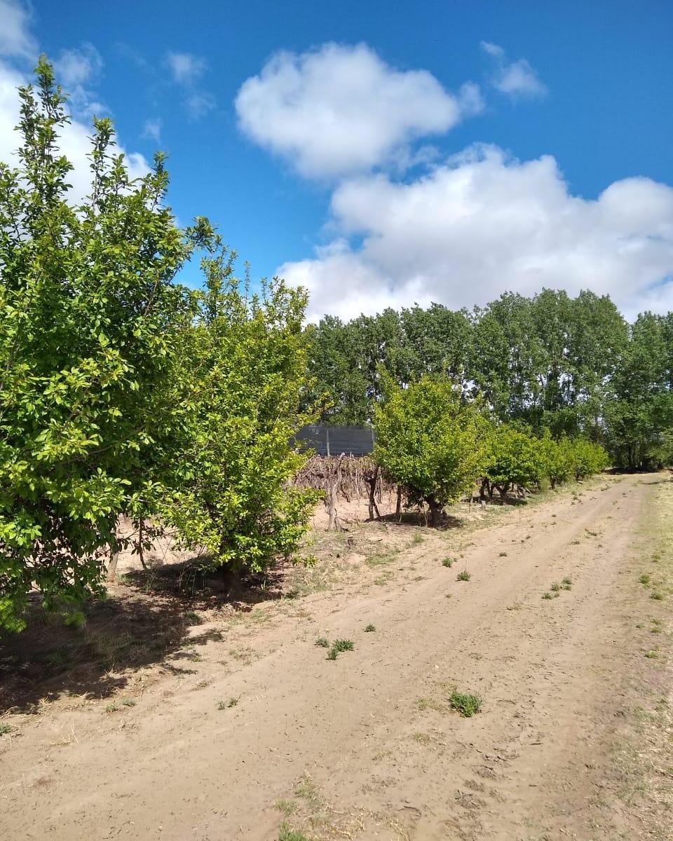 Gran Finca Viñeda 1