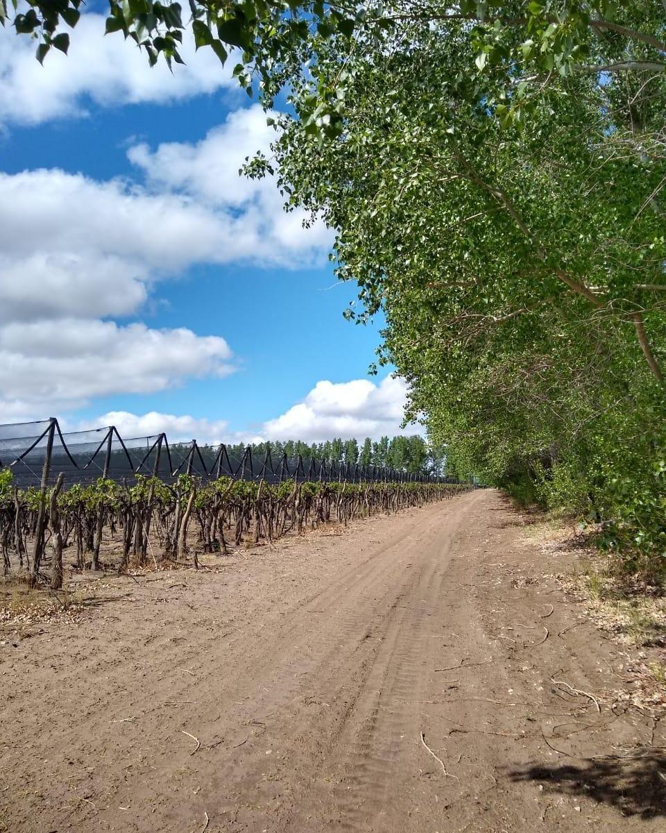 Gran Finca Viñeda 5