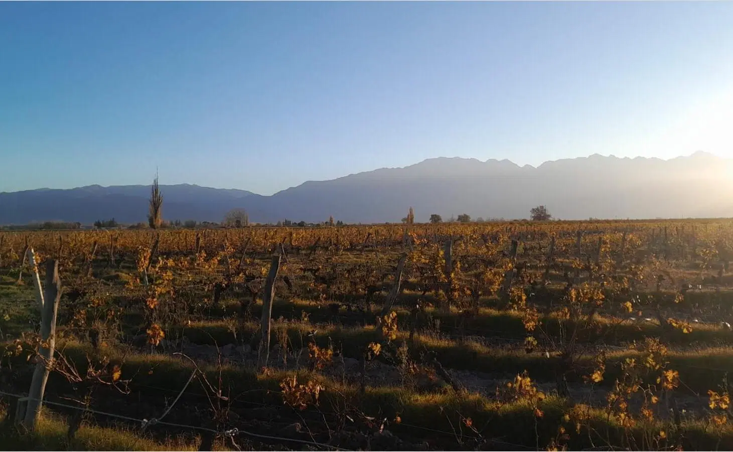 Venta de Finca en San Carlos - Valle de Uco - Mendoza 5
