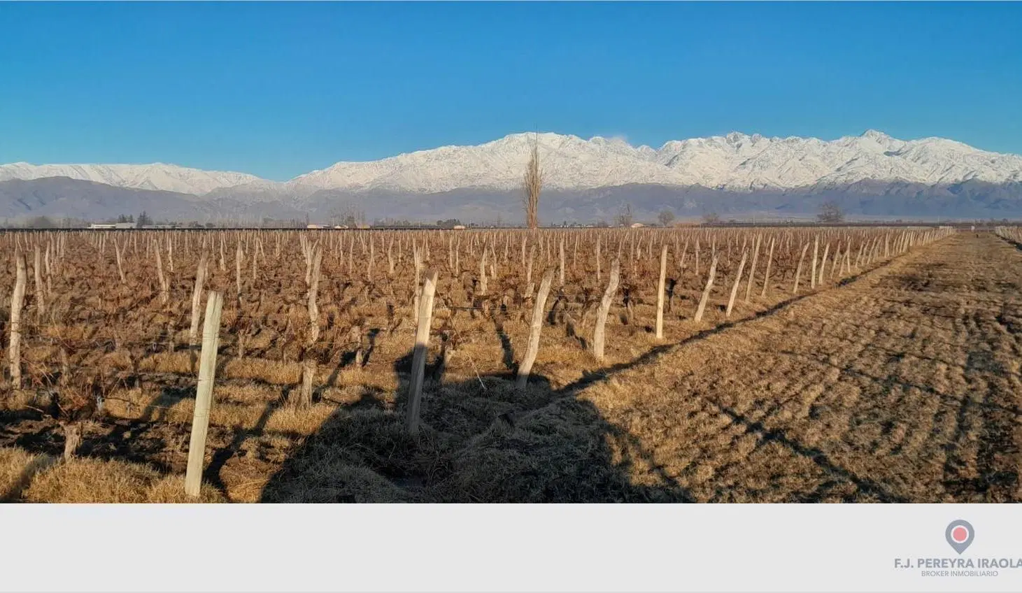 Venta de Finca en San Carlos - Valle de Uco - Mendoza 3