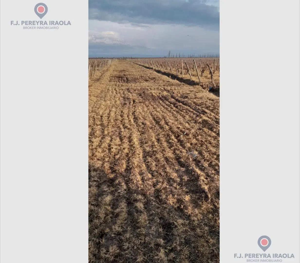 Venta de Finca en San Carlos - Valle de Uco - Mendoza 5