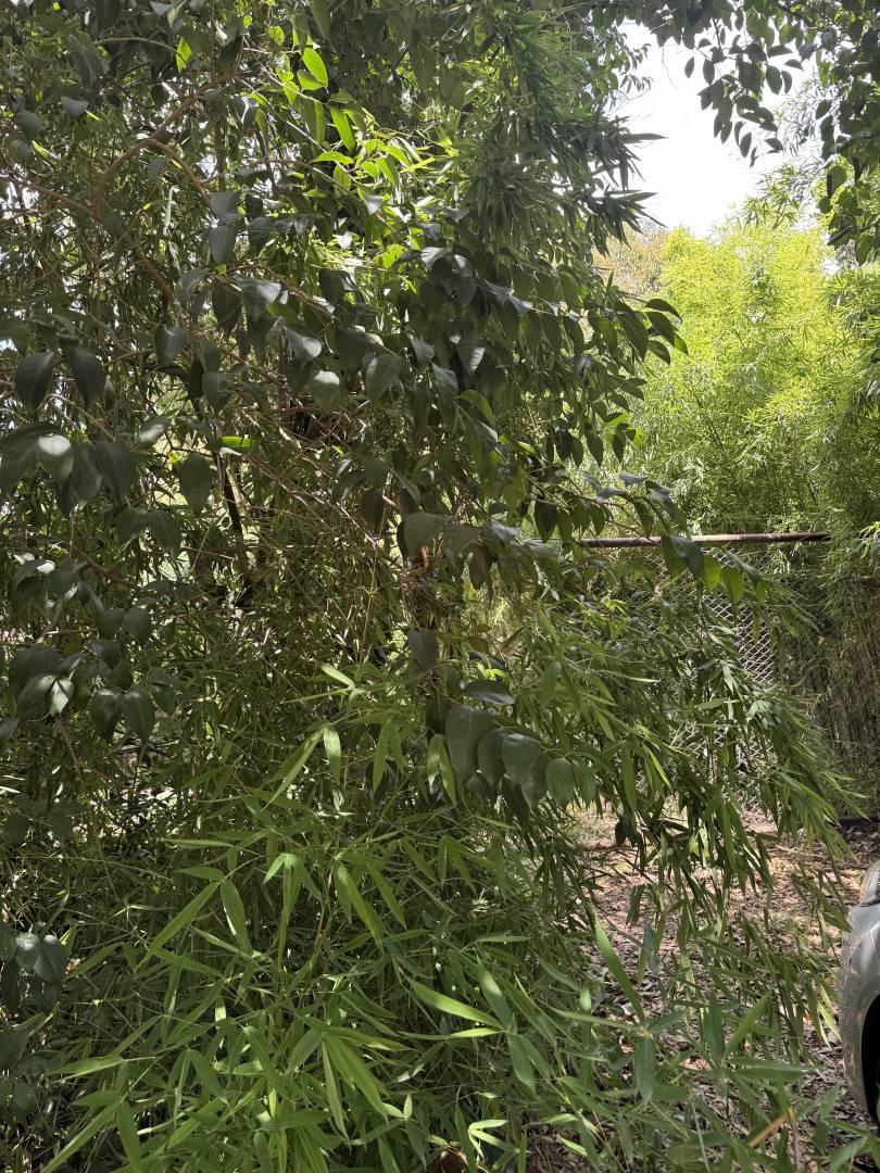 Foto de Venta de lote en Bella Vista, imagen 5