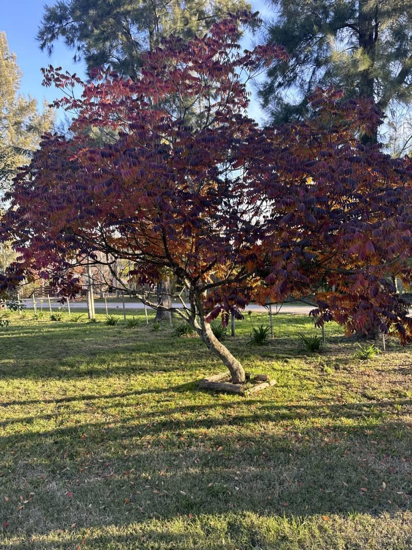 Foto de LOTE EN VENTA BRANDSEN ESTANCIA LAS MALVINAS, imagen 5