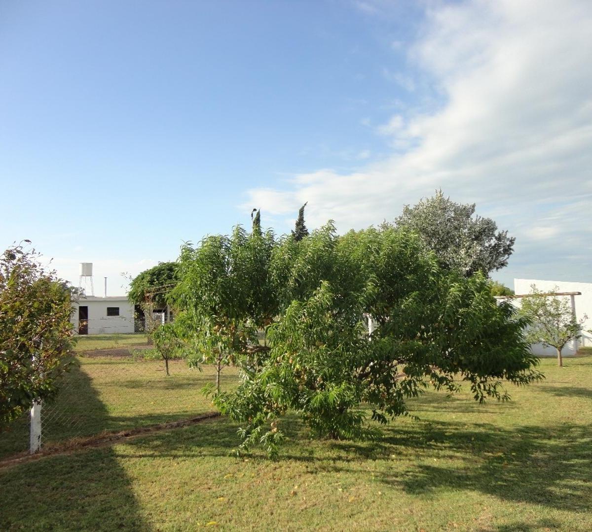 Fighiera, Campo de 2 Ha, Casa de un Dormitorio 5
