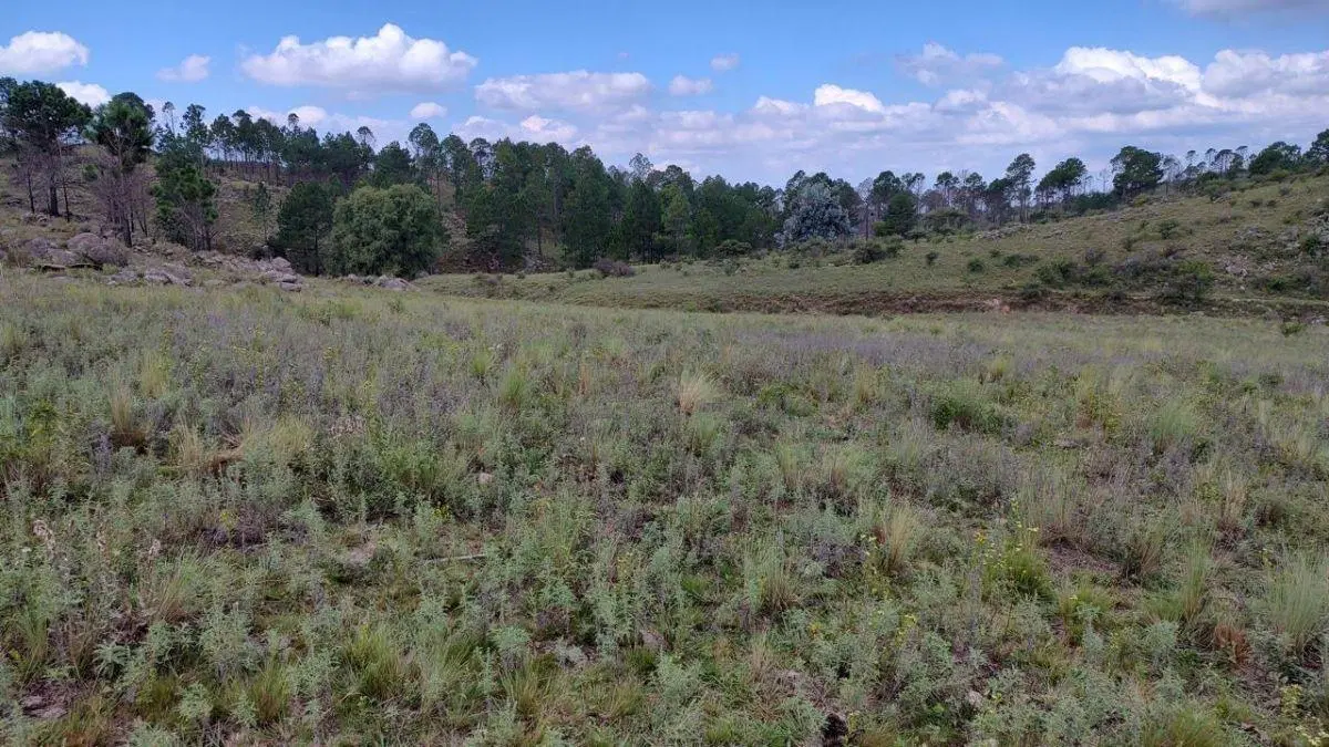 Campo de 5 has en Pampa Alta 4