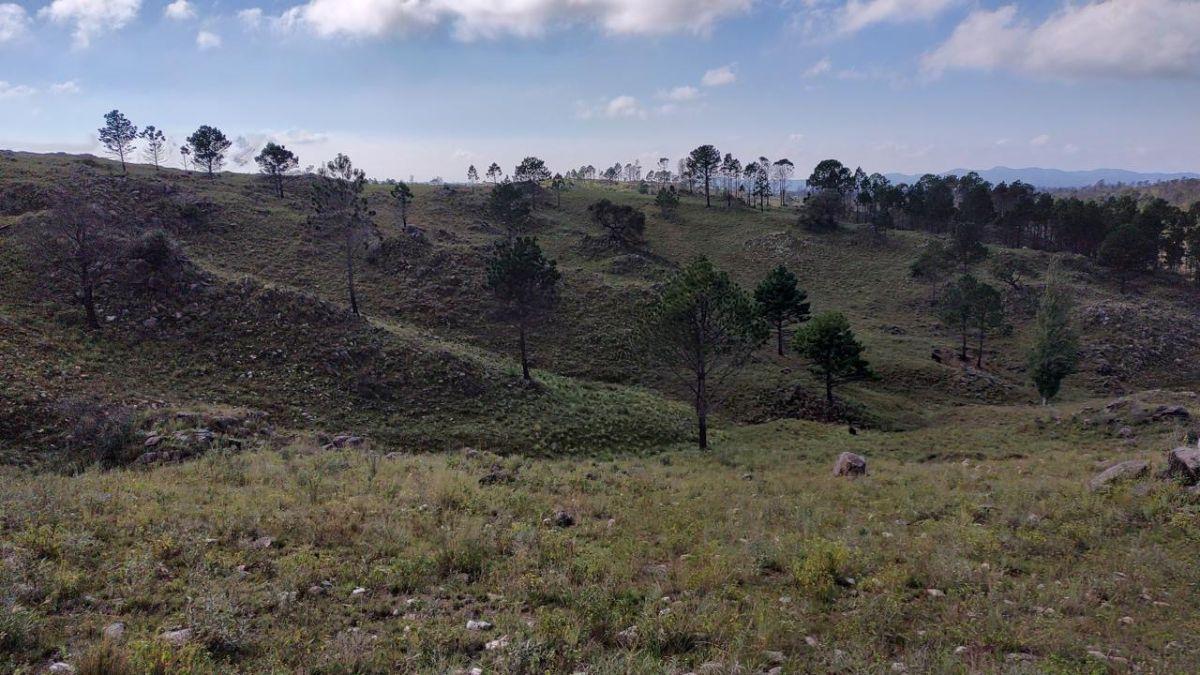 Campo de 5 has en Pampa Alta