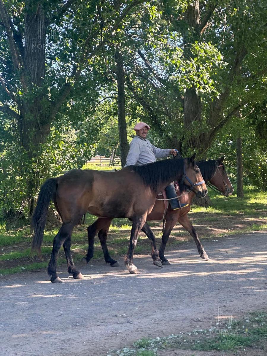 Venta Lote central y arbolado en Haras el Malacate Exaltación de la Cruz