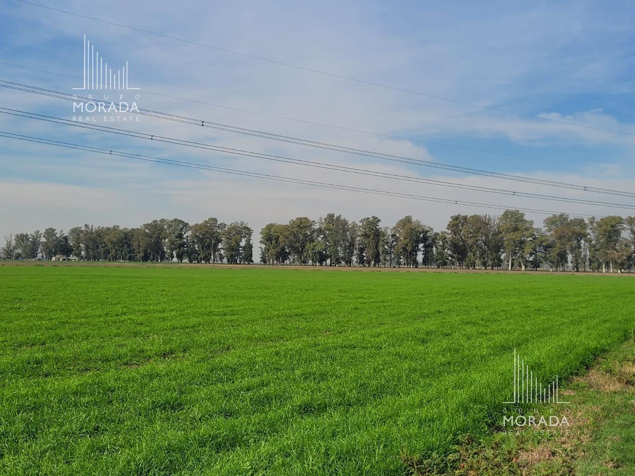Foto de Venta campo agricola de 162 has con galpones y casa de visitas en Gral, imagen 2