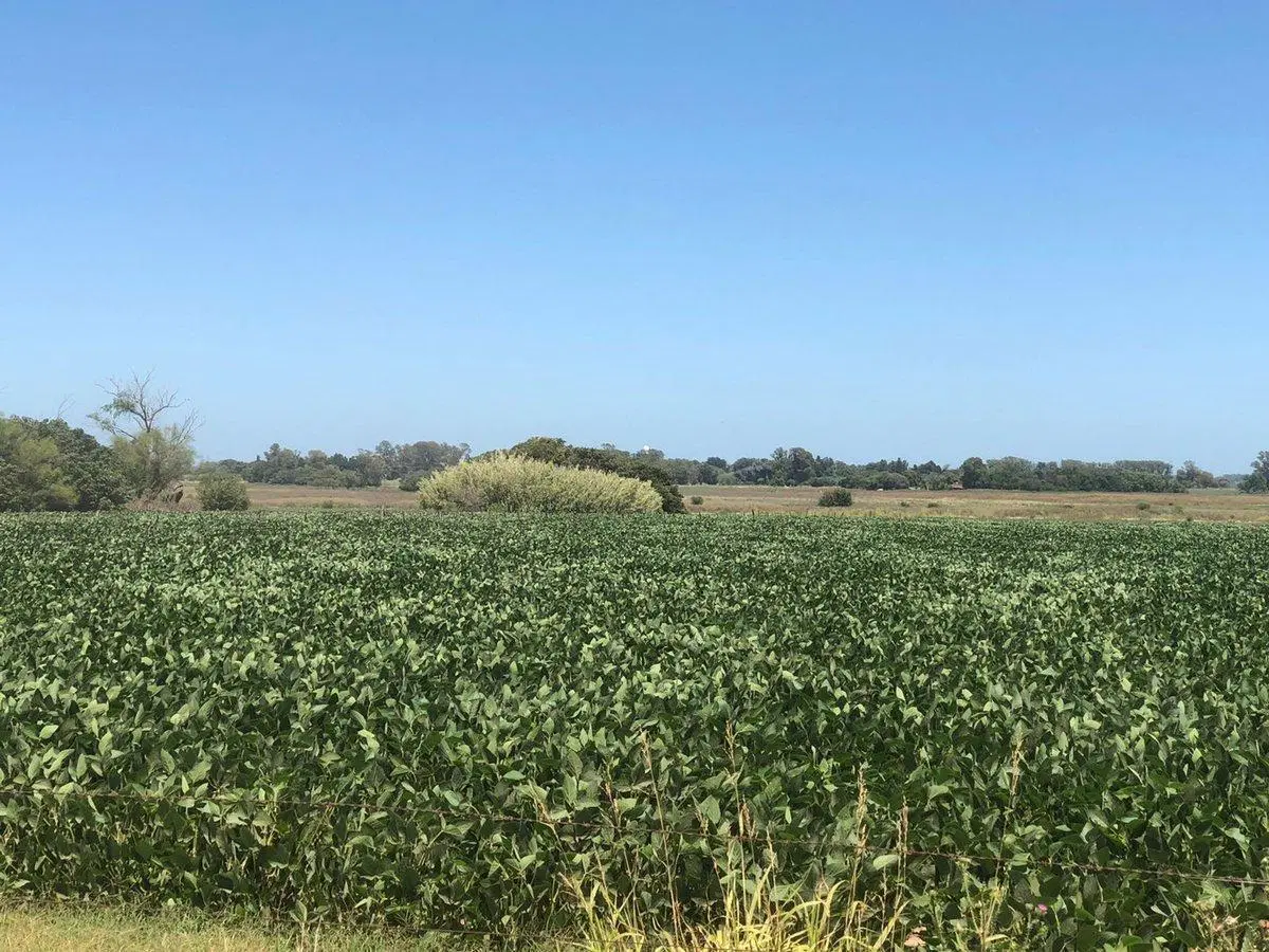 CAMPO EN VENTA EN PERGAMINO 3