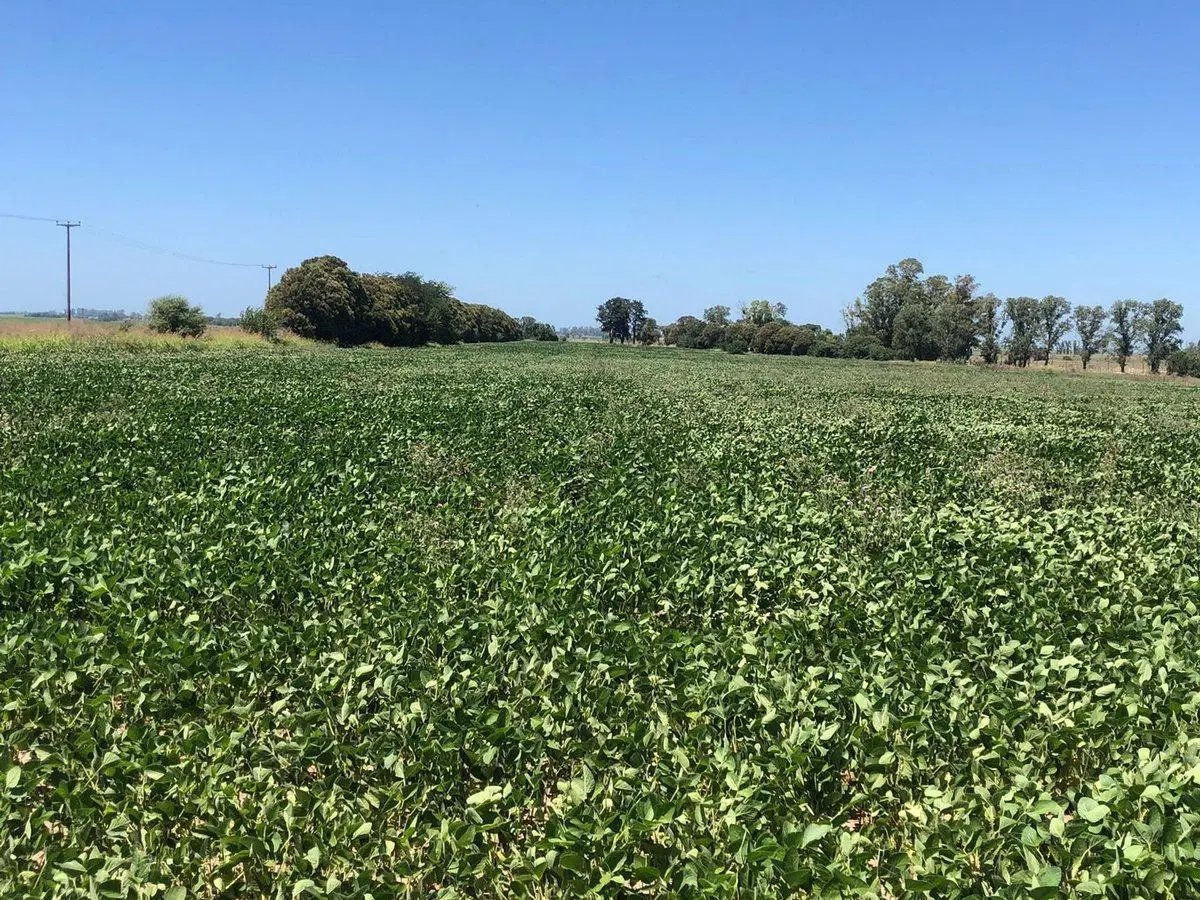 CAMPO EN VENTA EN PERGAMINO 4