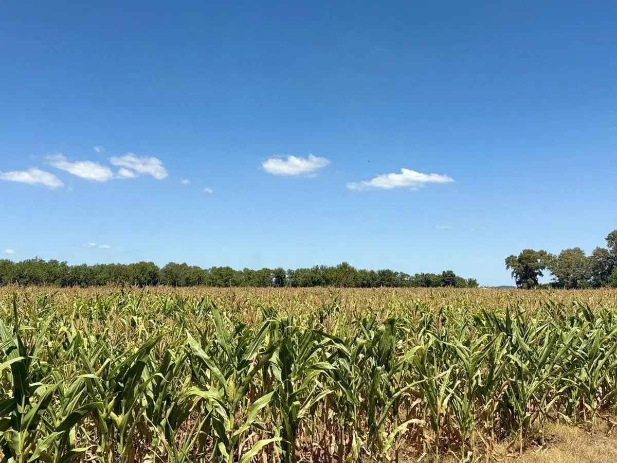 CHACRA EN VENTA EN BRAGADO 5