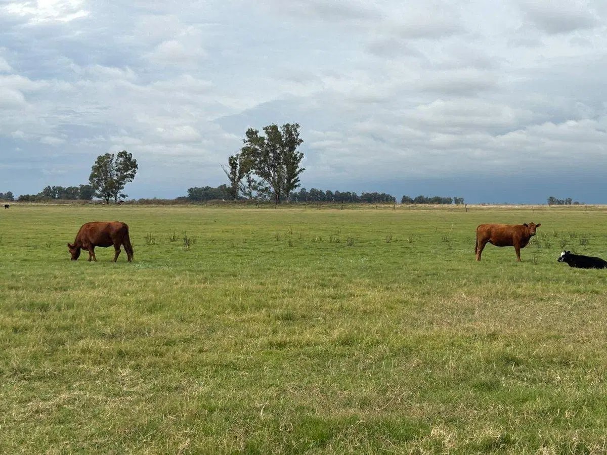 CAMPO EN VENTA EN BRAGADO 4