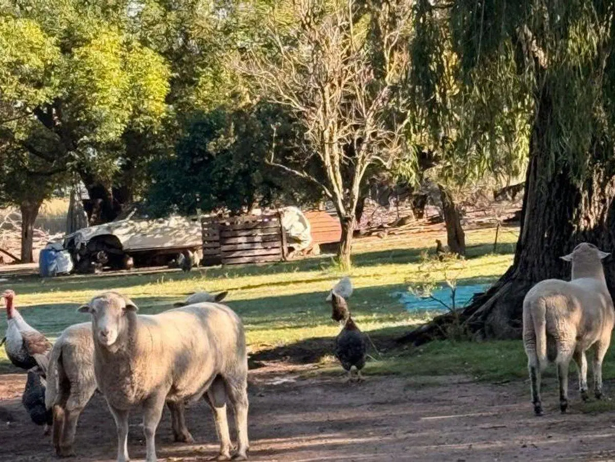 CHACRA EN VENTA EN 9 DE JULIO 4