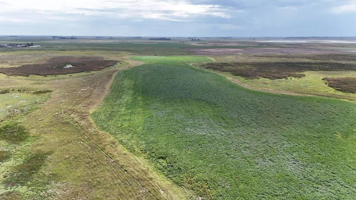 CAMPO MIXTO EN VENTA EN MADERO, PEHUAJÓ 2