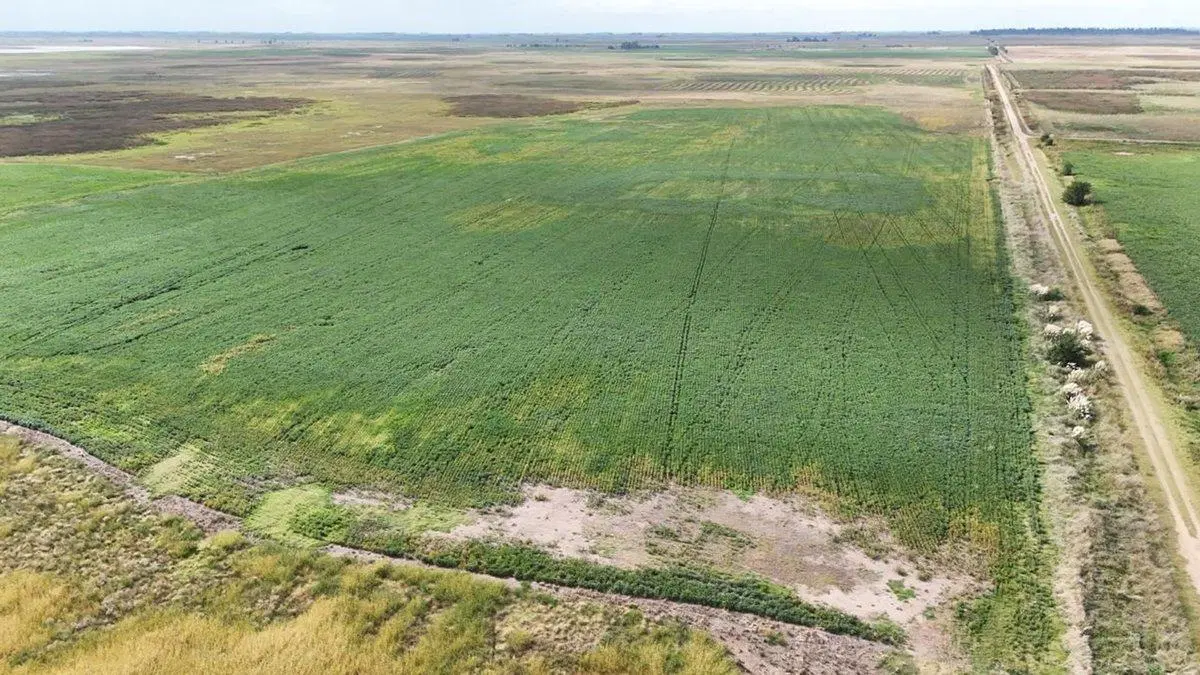 CAMPO MIXTO EN VENTA EN MADERO, PEHUAJÓ 4