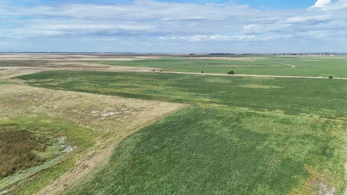 CAMPO MIXTO EN VENTA EN MADERO, PEHUAJÓ 5