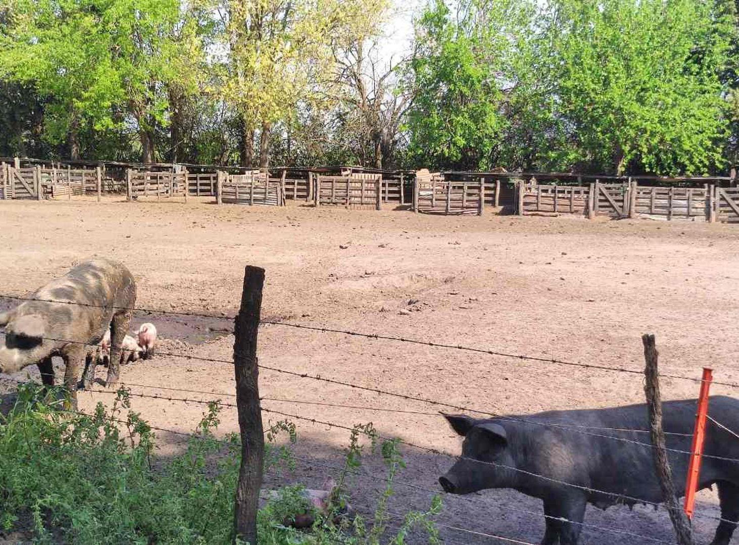 Foto de CHACRA EN VENTA EN BRAGADO, imagen 1