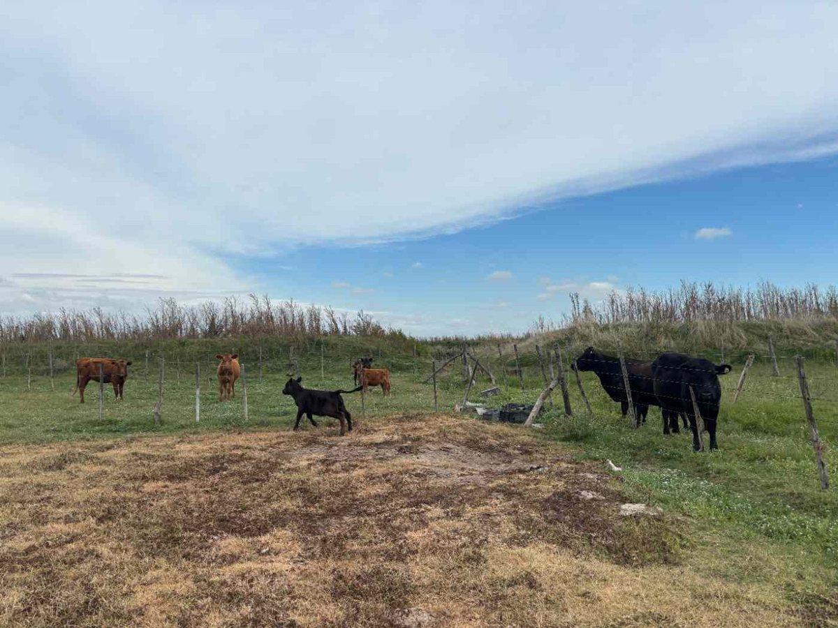 Foto de CAMPO EN VENTA EN BRAGADO, imagen 5