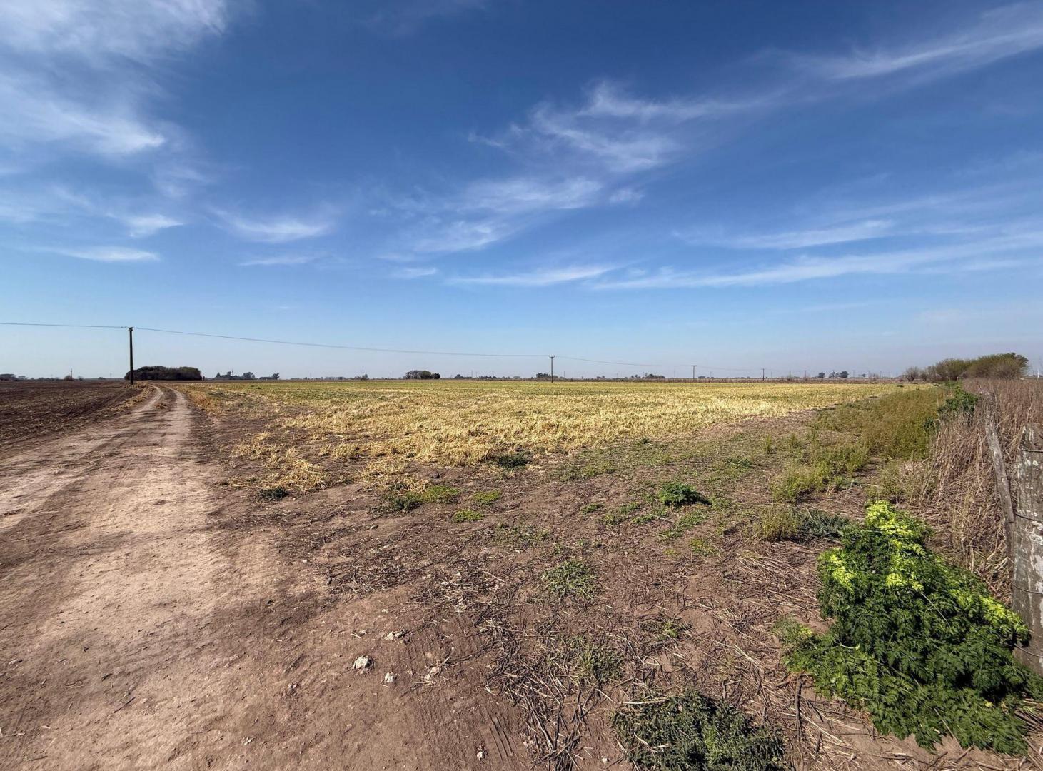 Foto de CAMPO AGRICOLA EN VENTA EN PINZON, imagen 3