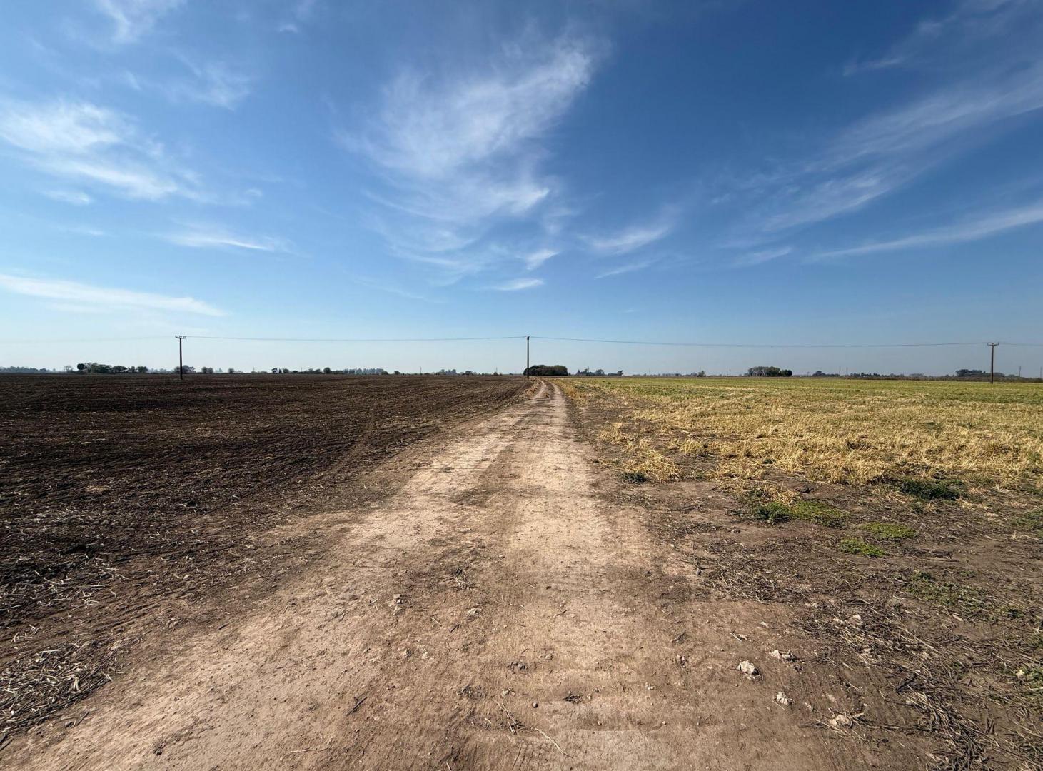 Foto de CAMPO AGRICOLA EN VENTA EN PINZON, imagen 1