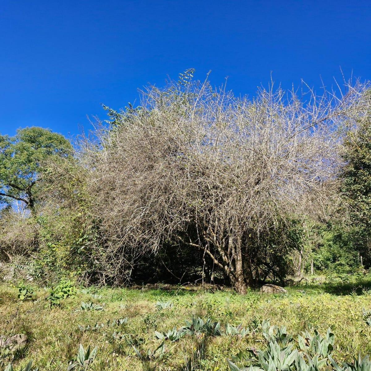 Foto de EXCELENTE TERRENO LA HOYADA DE CASTELLANOS, imagen 4