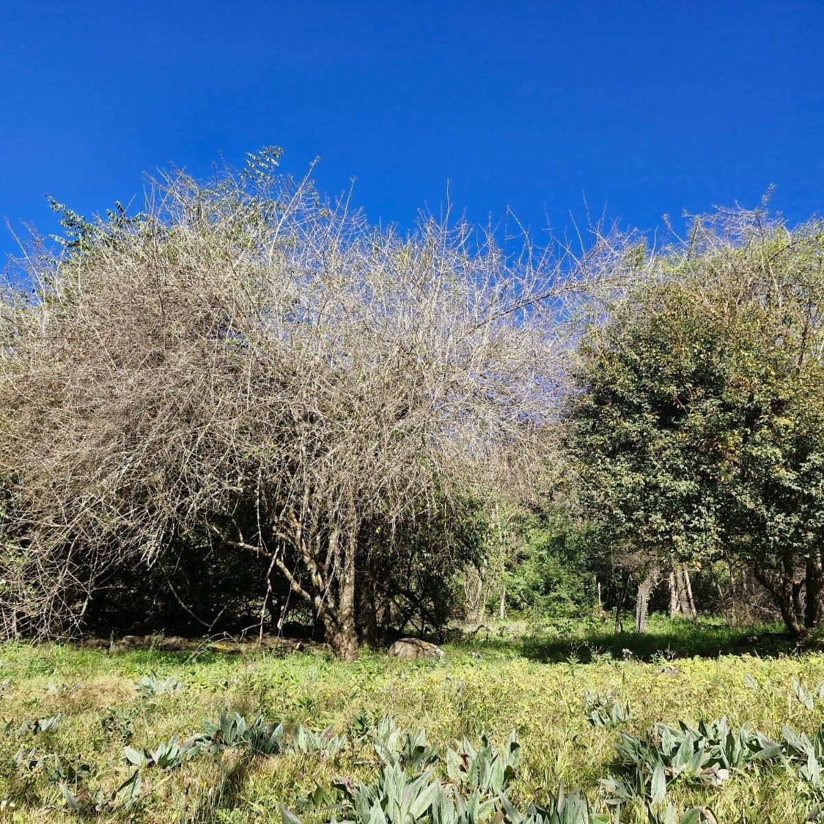 Foto de EXCELENTE TERRENO LA HOYADA DE CASTELLANOS, imagen 3