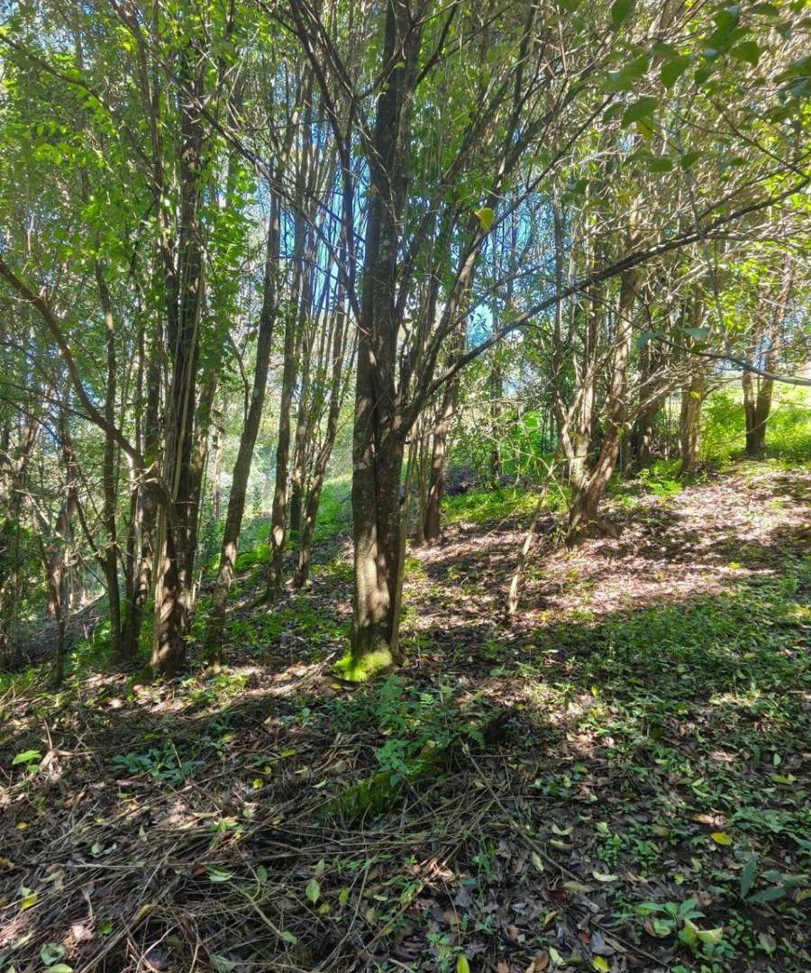 Foto de Excelente terreno Los Zarzos, San Lorenzo, imagen 1