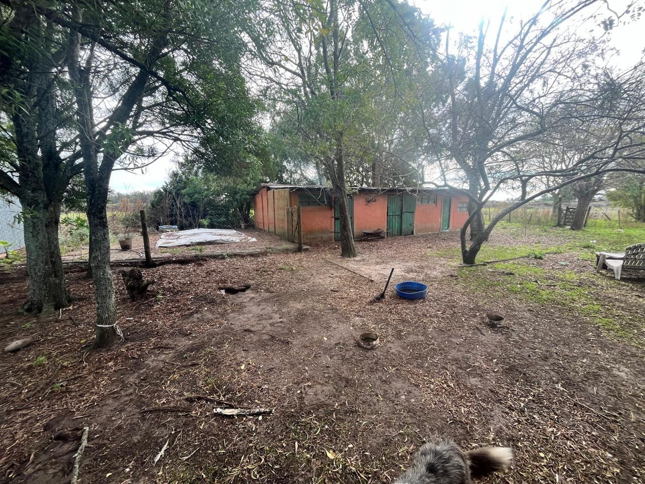 Foto de LATORRE PROP. VENDE CAMPO DE 4 HECTAREAS, imagen 4