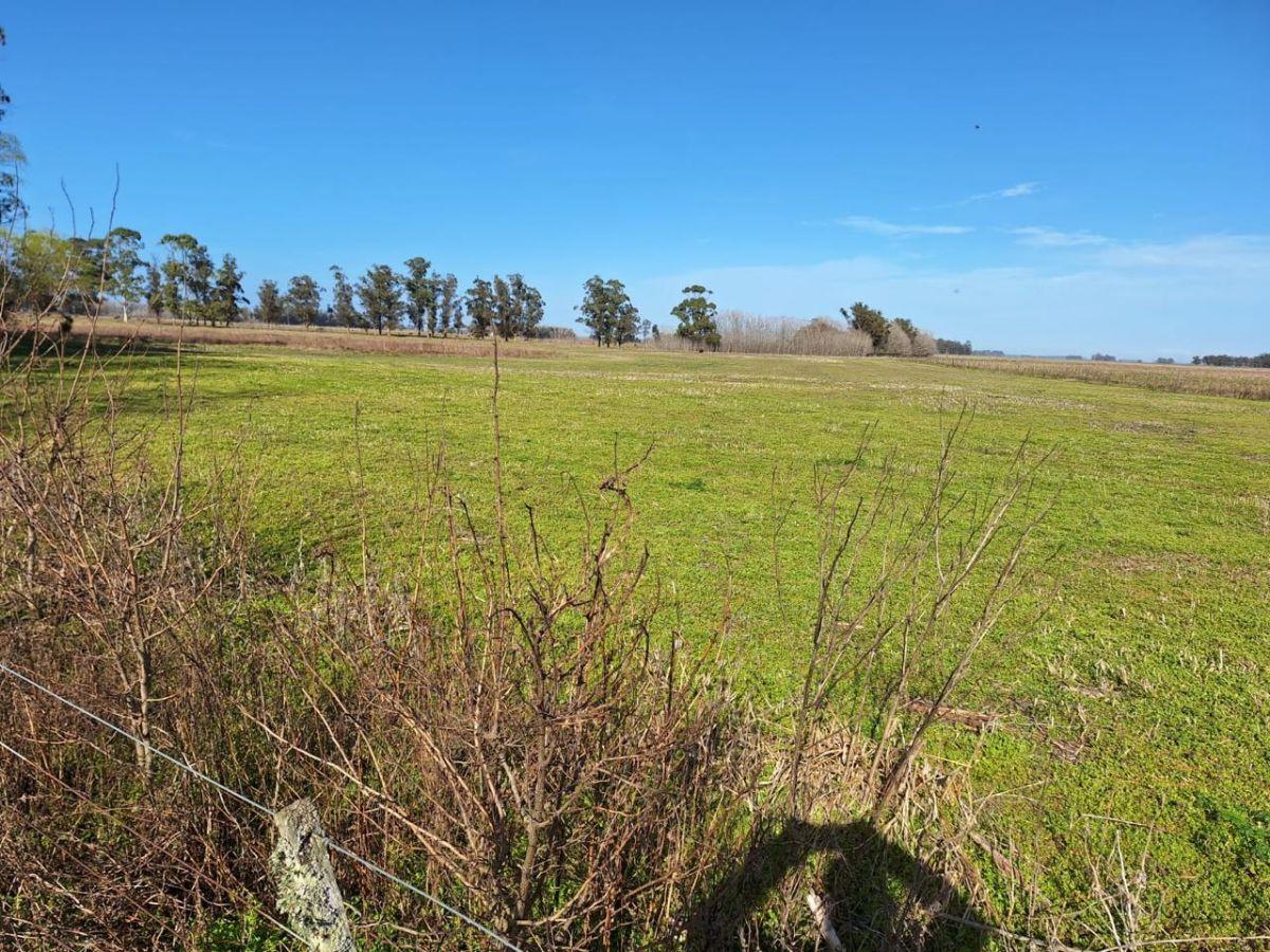 Foto de LATORRE PROP. VENDE 41 HECTAREAS EN ZONA MAR CHIQUITA, imagen 3