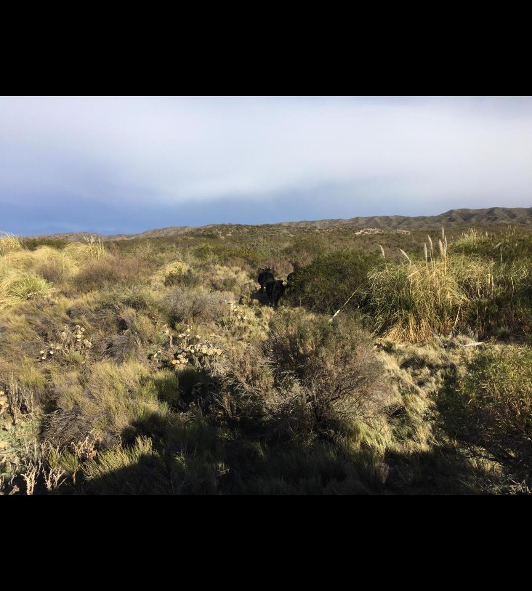Campo en Venta Tupungato 5