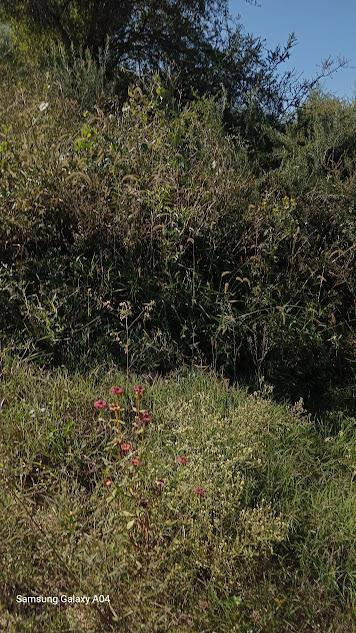 Foto de VENTA DE 3 LOTES A 3 CUADRAS DEL MONUMENTO EL BAMBA EN ESTANCIA VIEJA, imagen 1