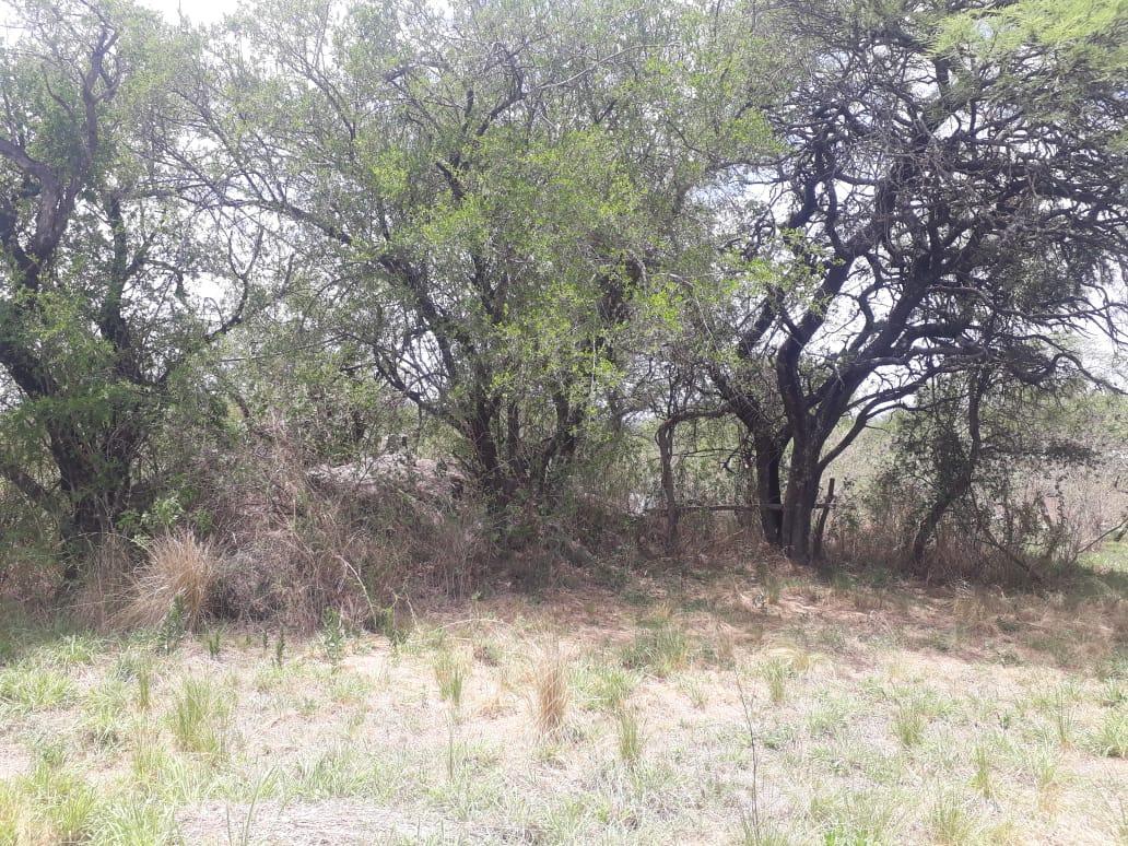 Fraccion de 2500 m² Entre Aromos y Paisanita 5