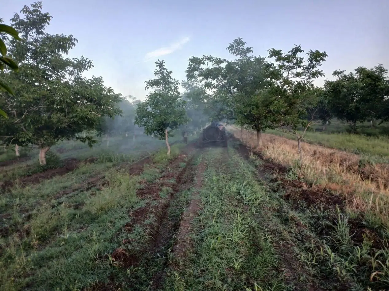 Inversion Agricola | Finca de 12 ha con Nogales Chandler en Produccion 4