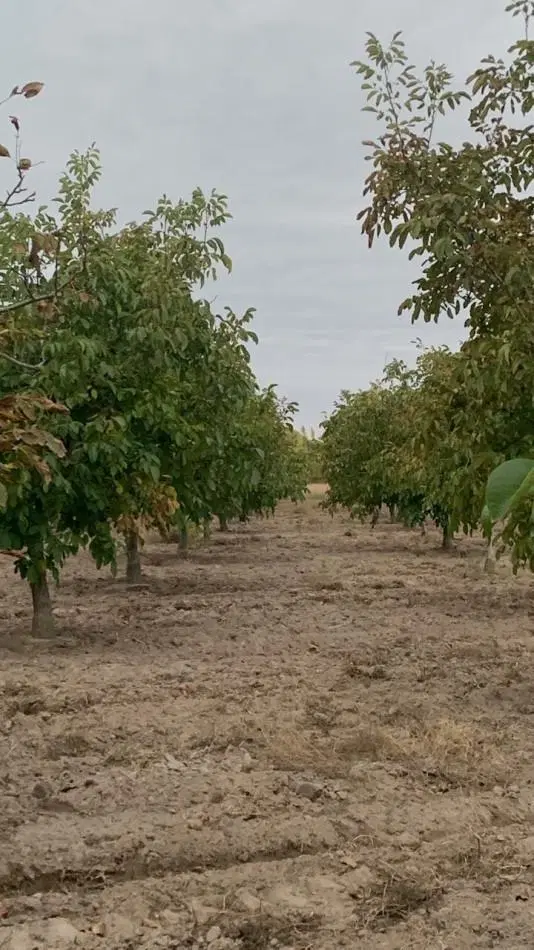 Inversion Agricola | Finca de 12 ha con Nogales Chandler en Produccion 1